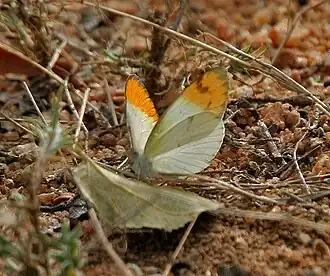 Colotis eucharis