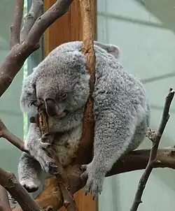 Koala