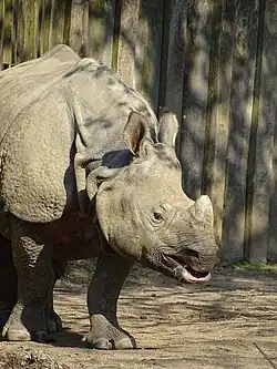 Indische neushoorn