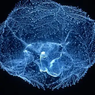 Planctosphaera pelagica