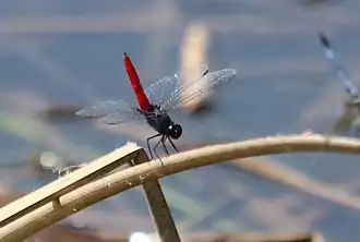 Planiplax sanguiniventris