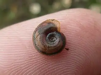 Gekielde schijfhoren