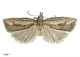 Planotortrix notophaea