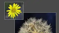 Gele morgenster: bloem en vruchtpluis