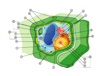 Plant cell structure svg labels.svg