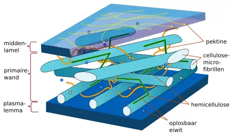 Opbouw van de celwand van buiten (boven) naar binnen (beneden). De celluloseketens of microfibrillen worden bij elkaar gehouden door de polysachariden hemicellulose en pectine.