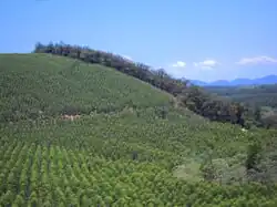 Eucalyptusboomgaard bij Belo Oriente