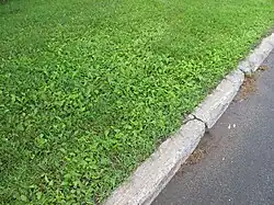 De associatie van Engels raaigras en grote weegbree