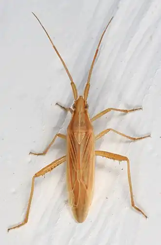 Stenodema trispinosa