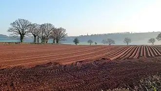 Veld waar aardappelen gepoot zijn