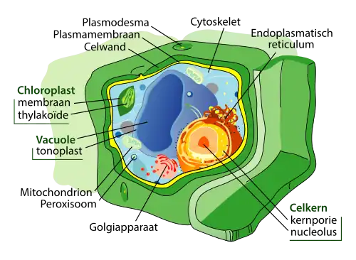 Diagram algemene plantencel. Zichtbaar in dit diagram zijn de diverse organellen die verschillende functies vervullen. Kenmerkend voor plantencellen zijn de groene chloroplasten voor fotosynthese, en de opvallend grote vacuolen voor wateropslag.