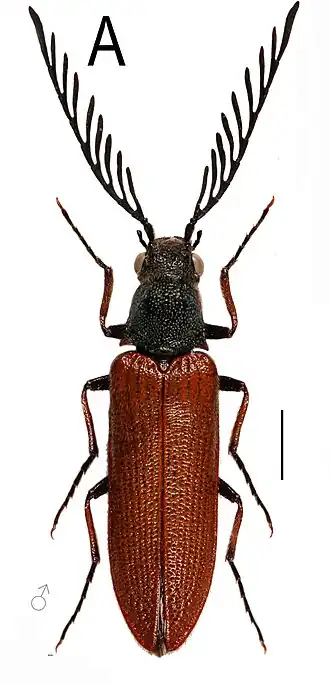 Plastoceridae