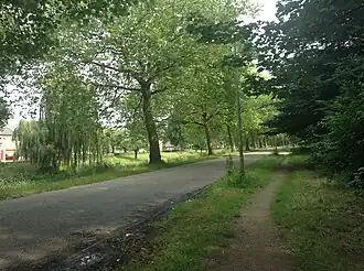 Plataanbomen aan de westkant van Aldenhof