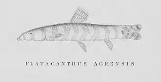 Lepidocephalichthys thermalis