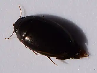 Platambus astrictovittatus