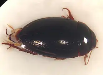 Platambus flavovittatus