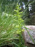 Platanthera algeriensis