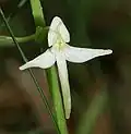 Welriekende nachtorchis (Platanthera bifolia)