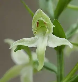 Bergnachtorchis (Platanthera chlorantha)