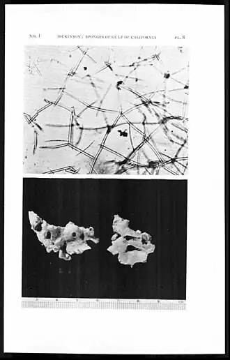 Callyspongia californica