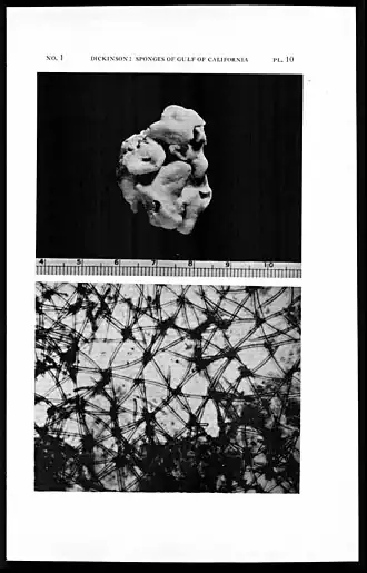 Haliclona (Halichoclona) gellindra