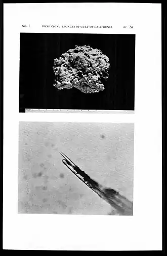 Myxilla (Myxilla) mexicensis