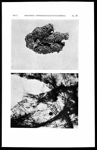 Tedania (Tedania) anhelans