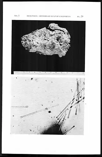 Lissodendoryx (Lissodendoryx) isodictyalis