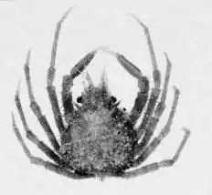 Rochinia vesicularis