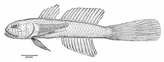 Parrella ginsburgi