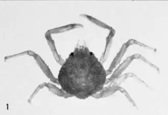 Herbstia camptacantha