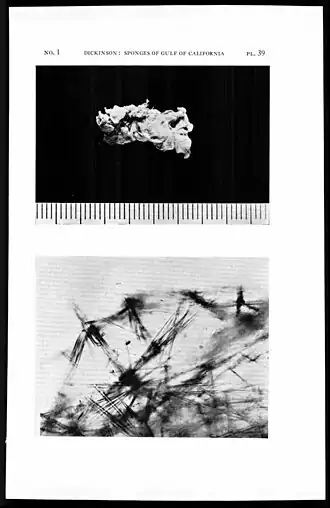 Mycale (Carmia) contax