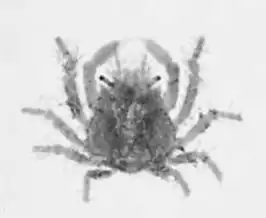 Eucinetops panamensis