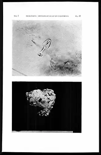 Mycale (Carmia) fascibula