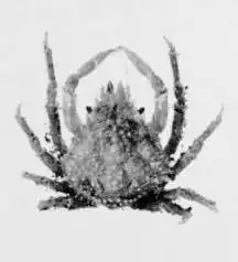 Microphrys platysoma