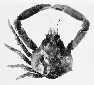 Microphrys branchialis