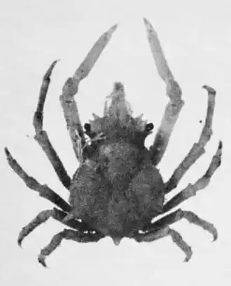 Macrocoeloma maccullochae