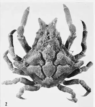 Macrocoeloma villosum