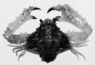 Piloslambrus triangulus