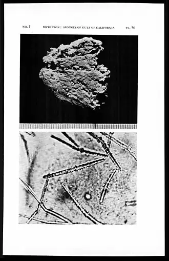 Higginsia higginissima