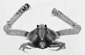 Solenolambrus arcuatus