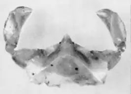 Celatopesia hassleri