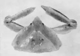 Heterocrypta colombiana