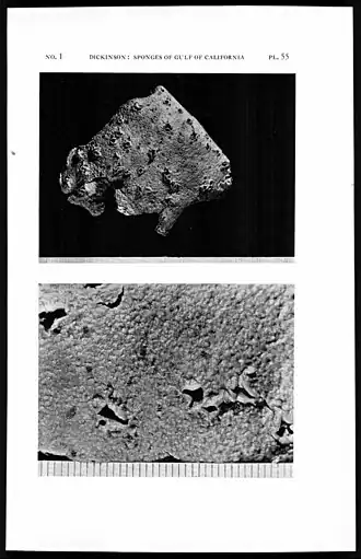 Hymeniacidon adreissiformis