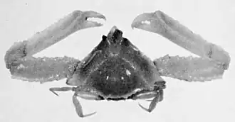 Heterocrypta macrobrachia