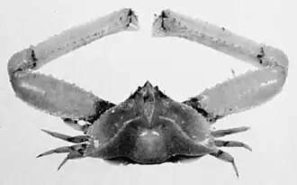 Latulambrus occidentalis