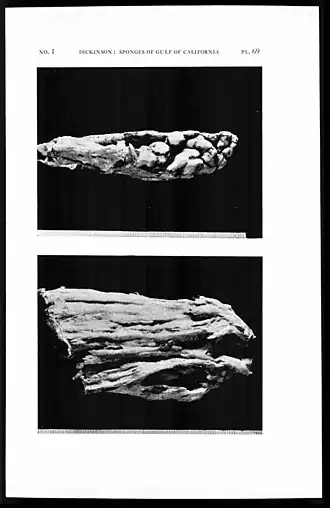 Suberites aurantiacus