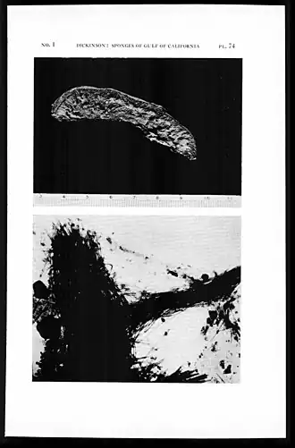 Topsentia oxyspicula