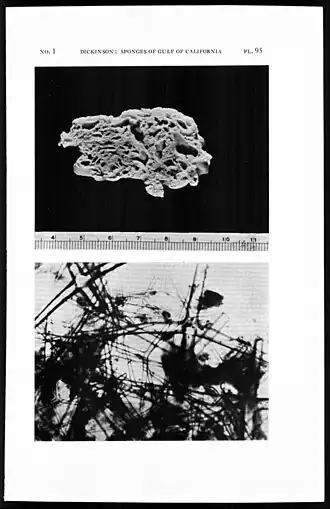 Leucandra losangelensis