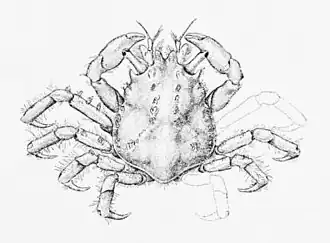 Eucinetops rubellulus